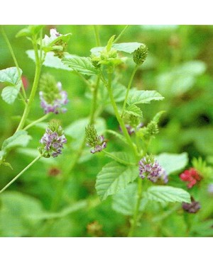Psoralea corylifolia
